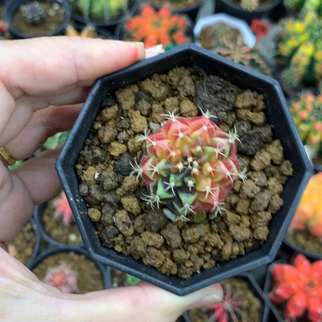 仙人球米哈牡丹锦11