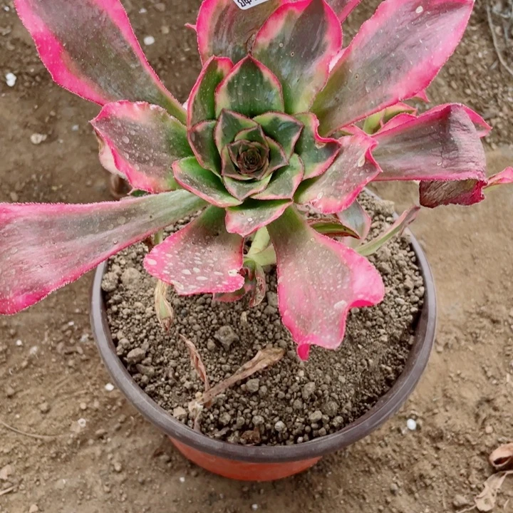 有***果352魅影多肉123456789