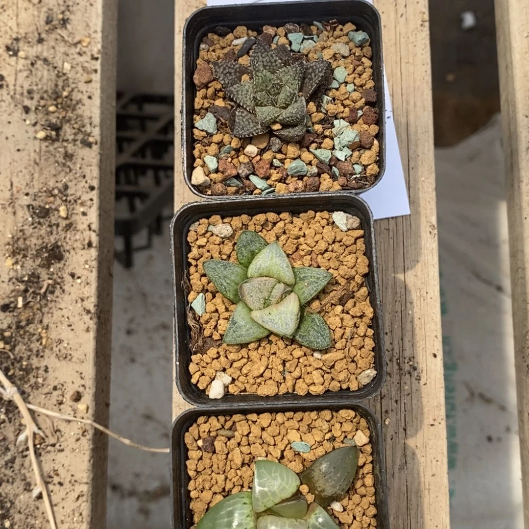 918 三颗一起。超级618福利