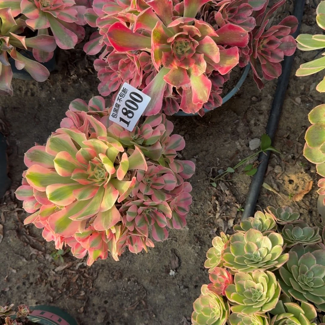 法师女巫两颗微瑕18-25 1800