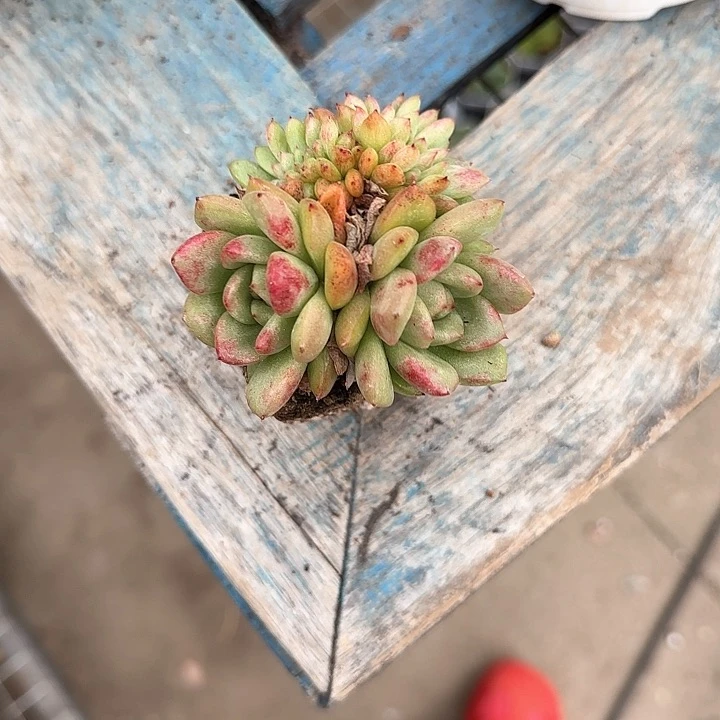 青蛙王子儿童牙膏111