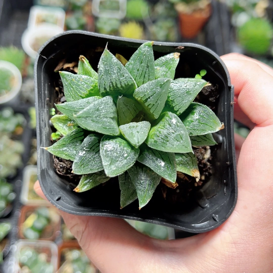****️0544多肉植物一颗
