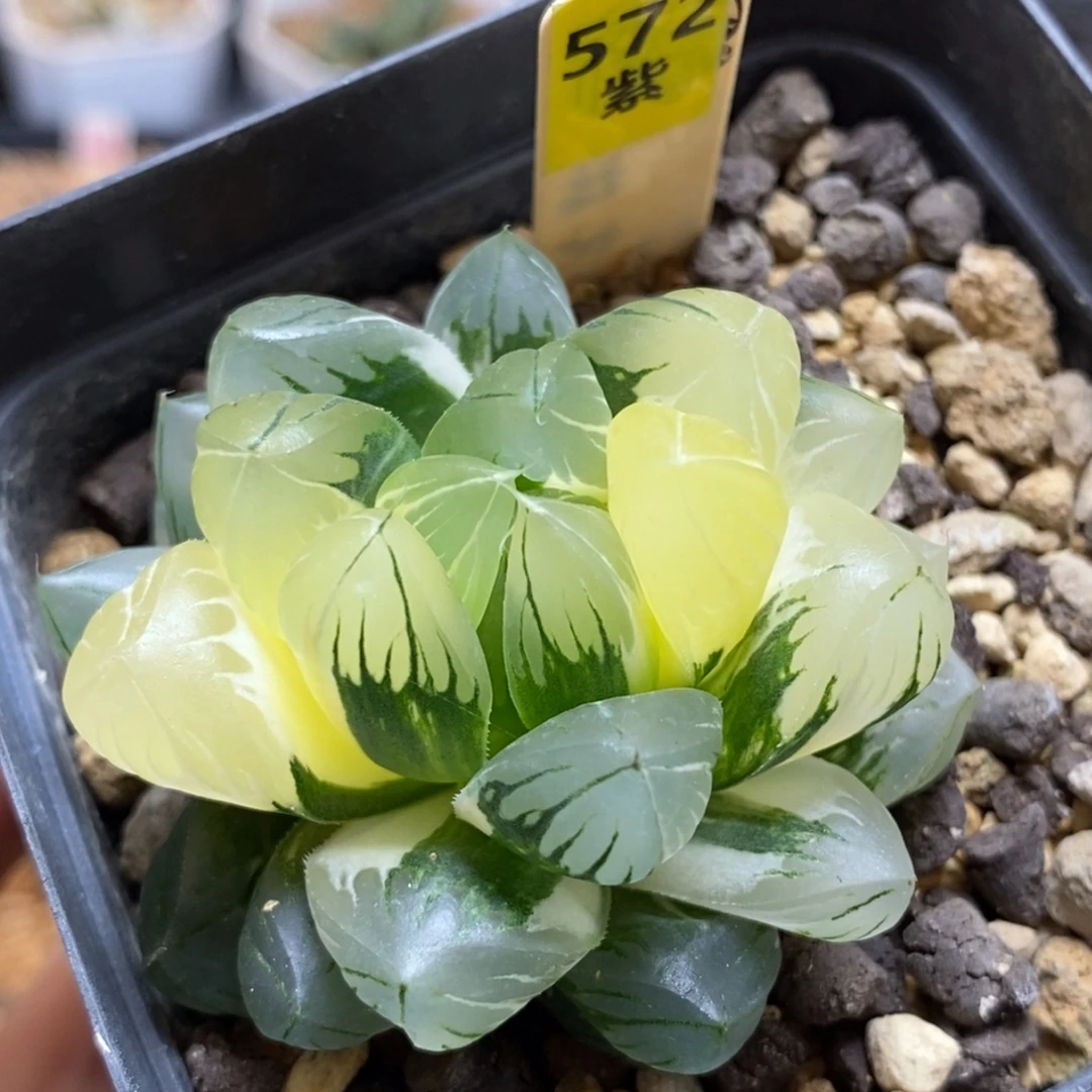 572水晶x冰川玉露多肉植物