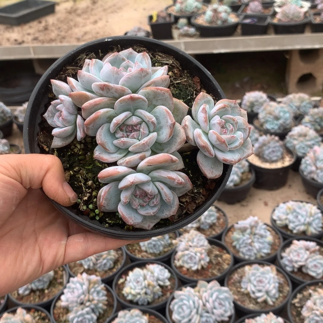无花朵无砍花花花花花花花花36