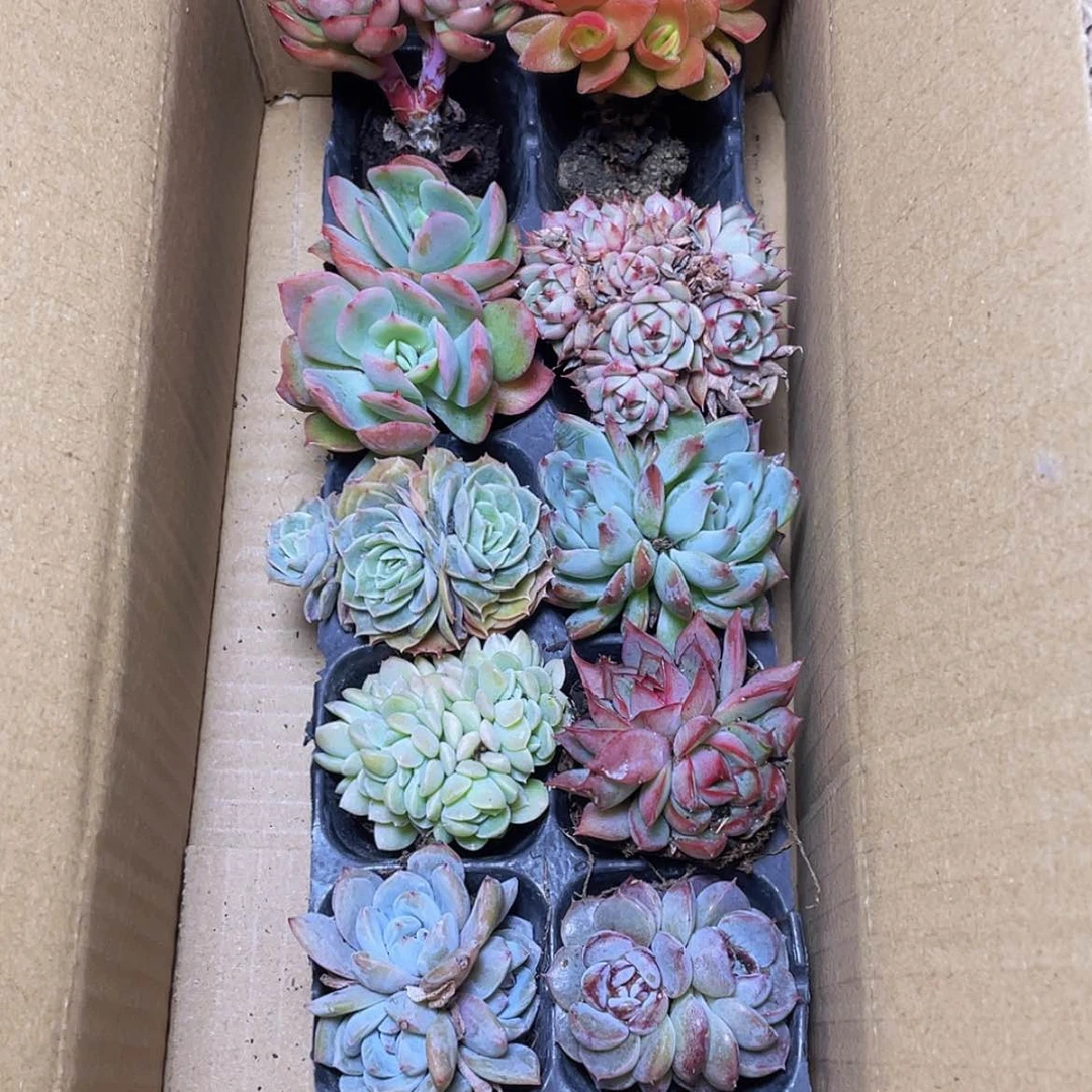 【闪购商品】10颗-1号