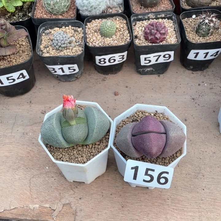 地***史156紫元宝➕绿元宝