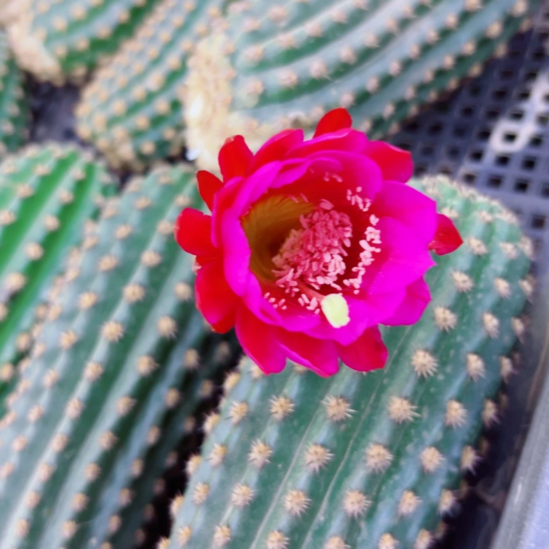 下66金妞29红歪无根侧芽10公分左右掰花发货20包邮