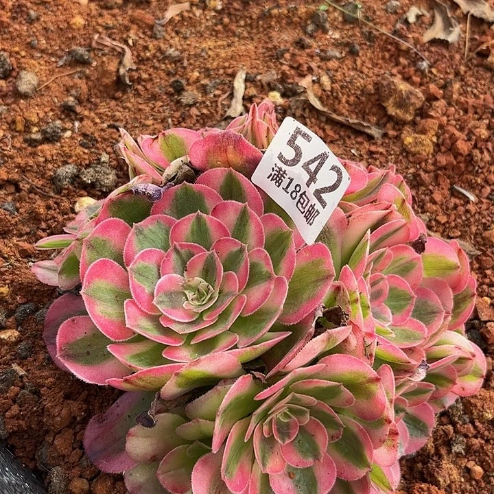 543倾城朵朵无根发货