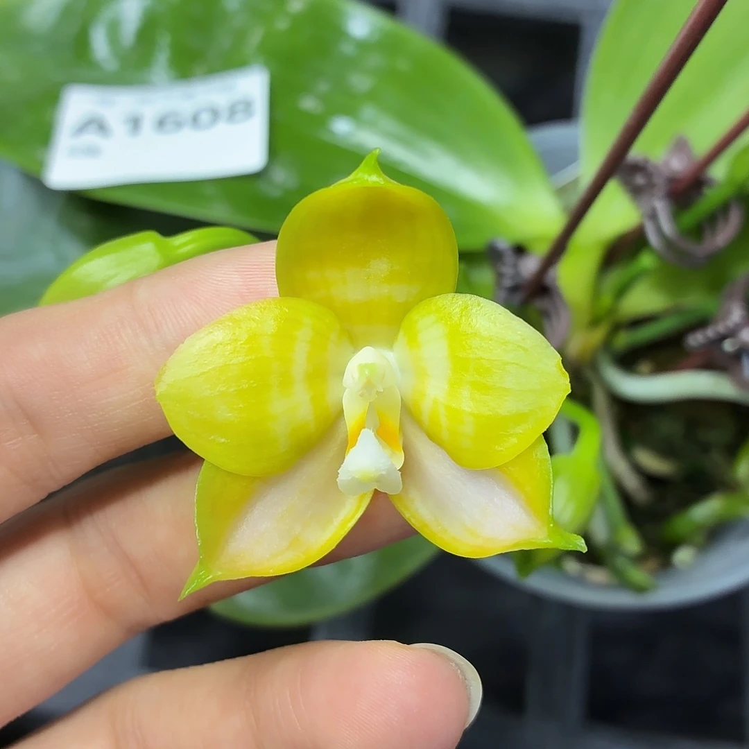 当前无花朵，栽培后可花朵A1608yss1184五花剑爆花