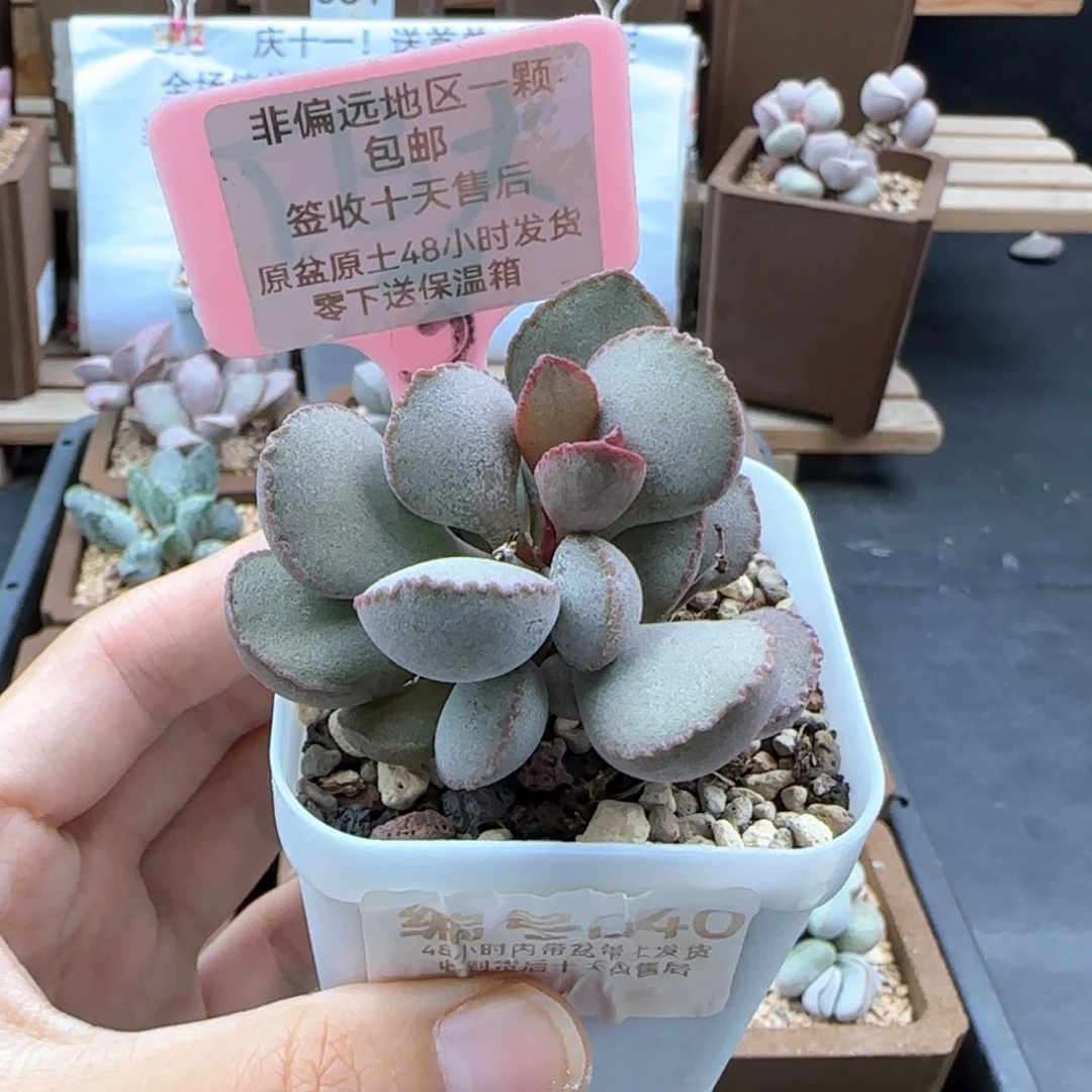 040梦露多肉植物