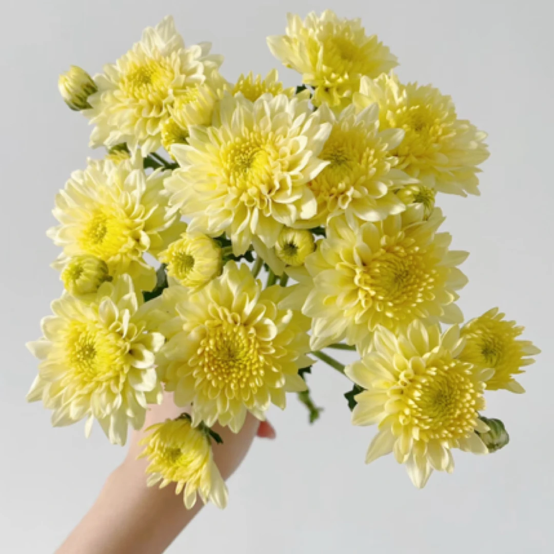 【柠檬沙拉】小菊家用鲜花/花束 云南鲜花基地直发