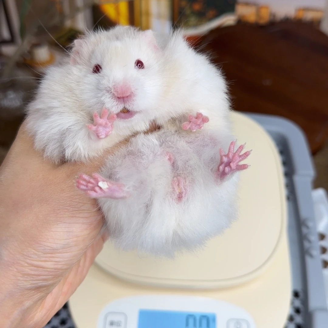 银鸽灰波弟弟8.08生日小体格