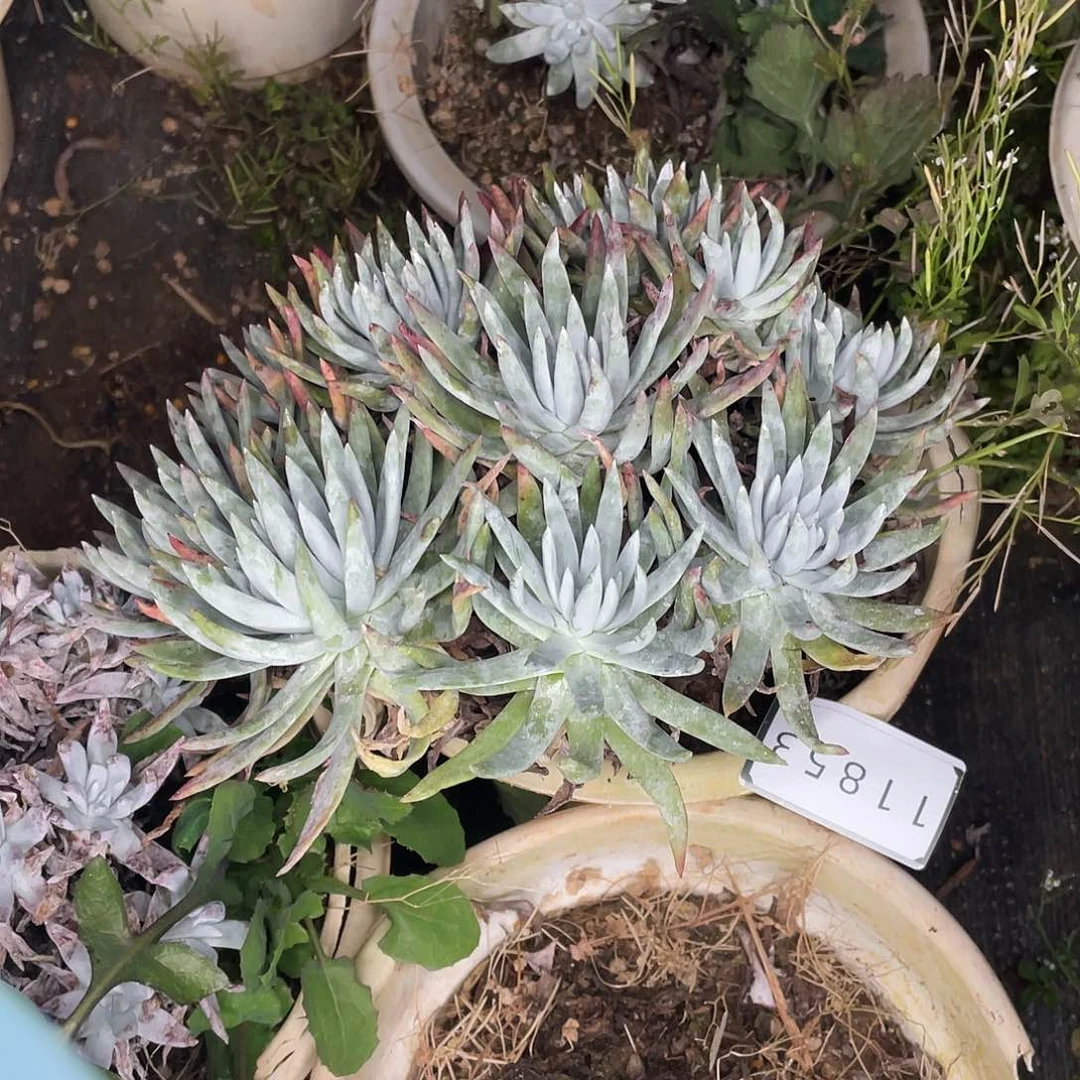 柒*桉特价不售后仙女11853