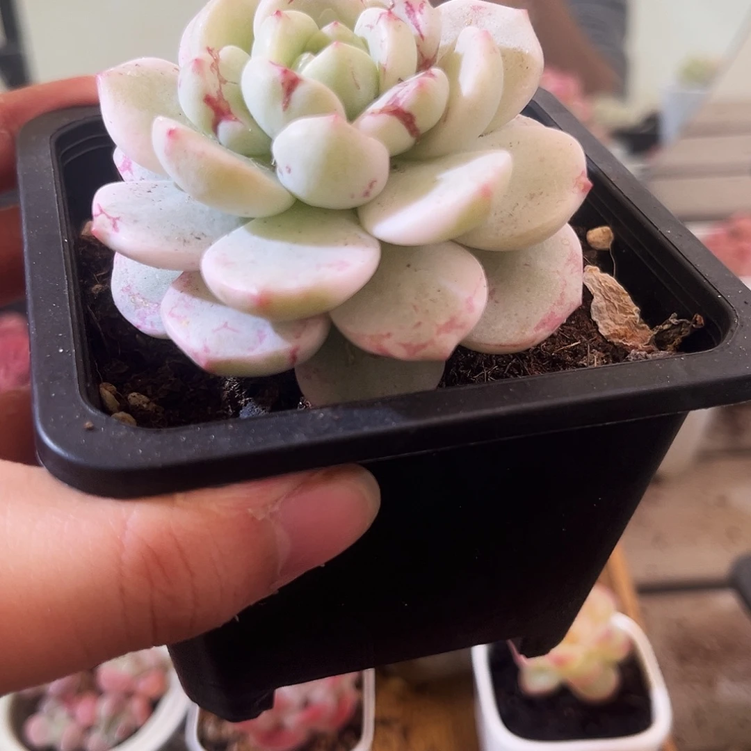 厚梦锦一物一拍001