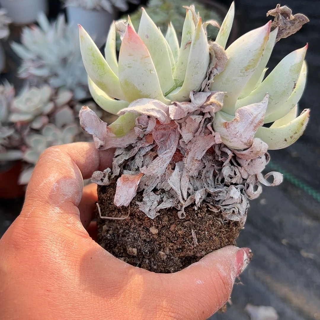 多肉植物雪奴仙女杯