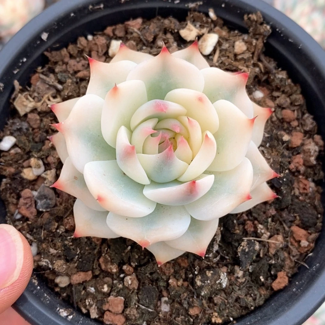 乘**浪吉娃娃锦多肉植物