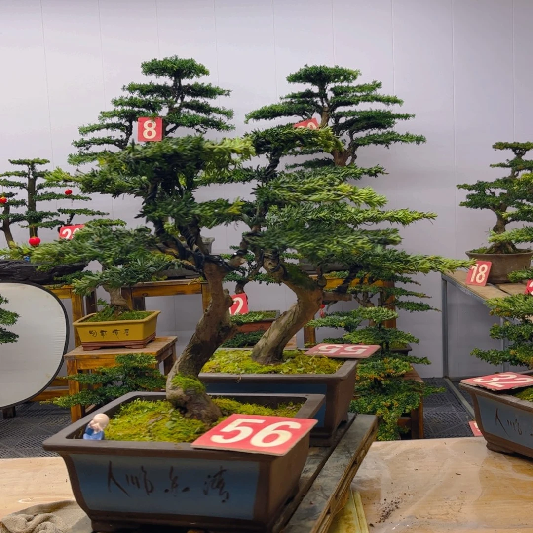 完全开放罗汉松盆景一对