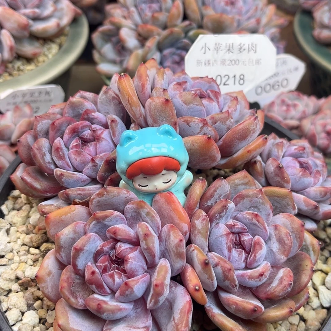 绿底紫心218/16cm5头