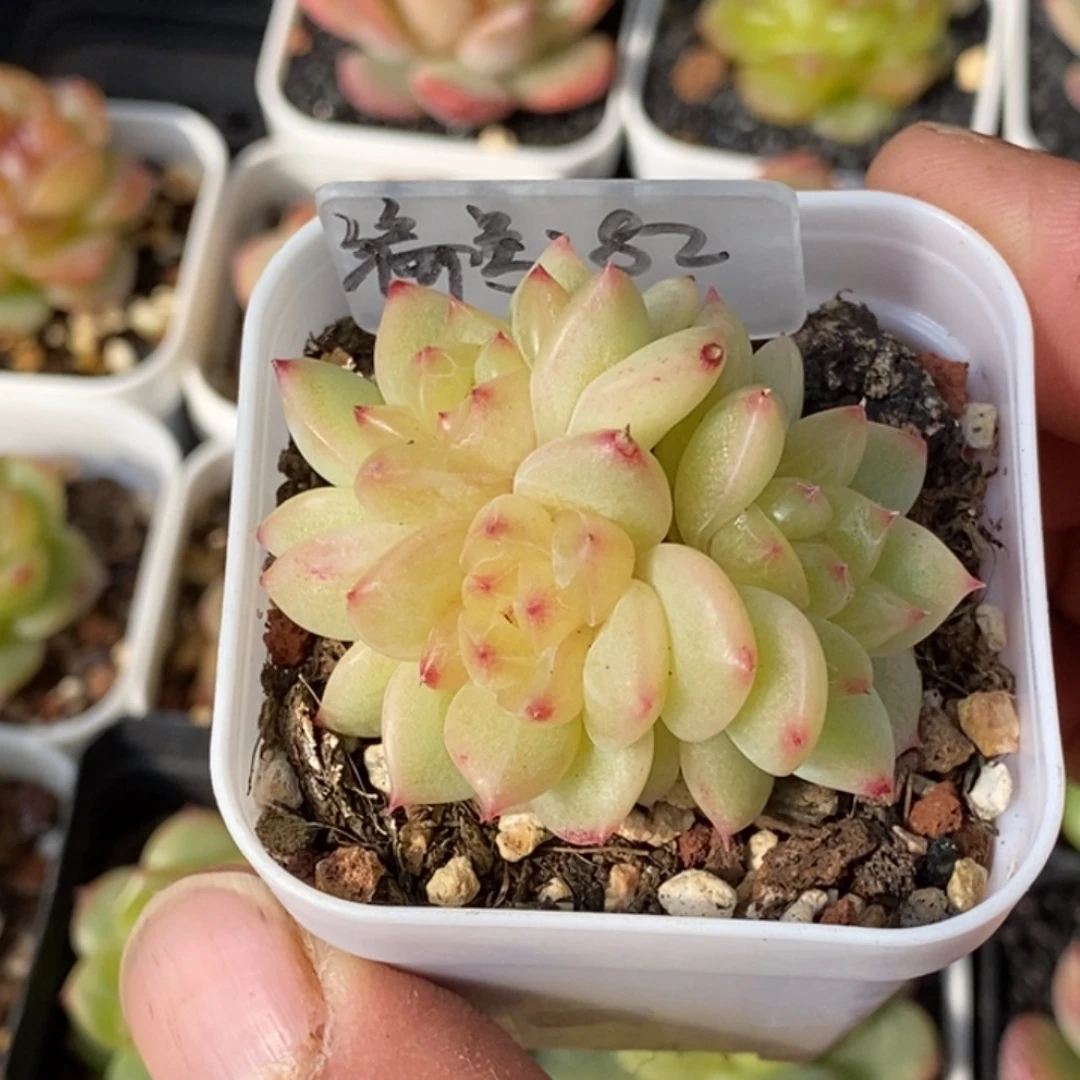 天官赐福百无禁忌