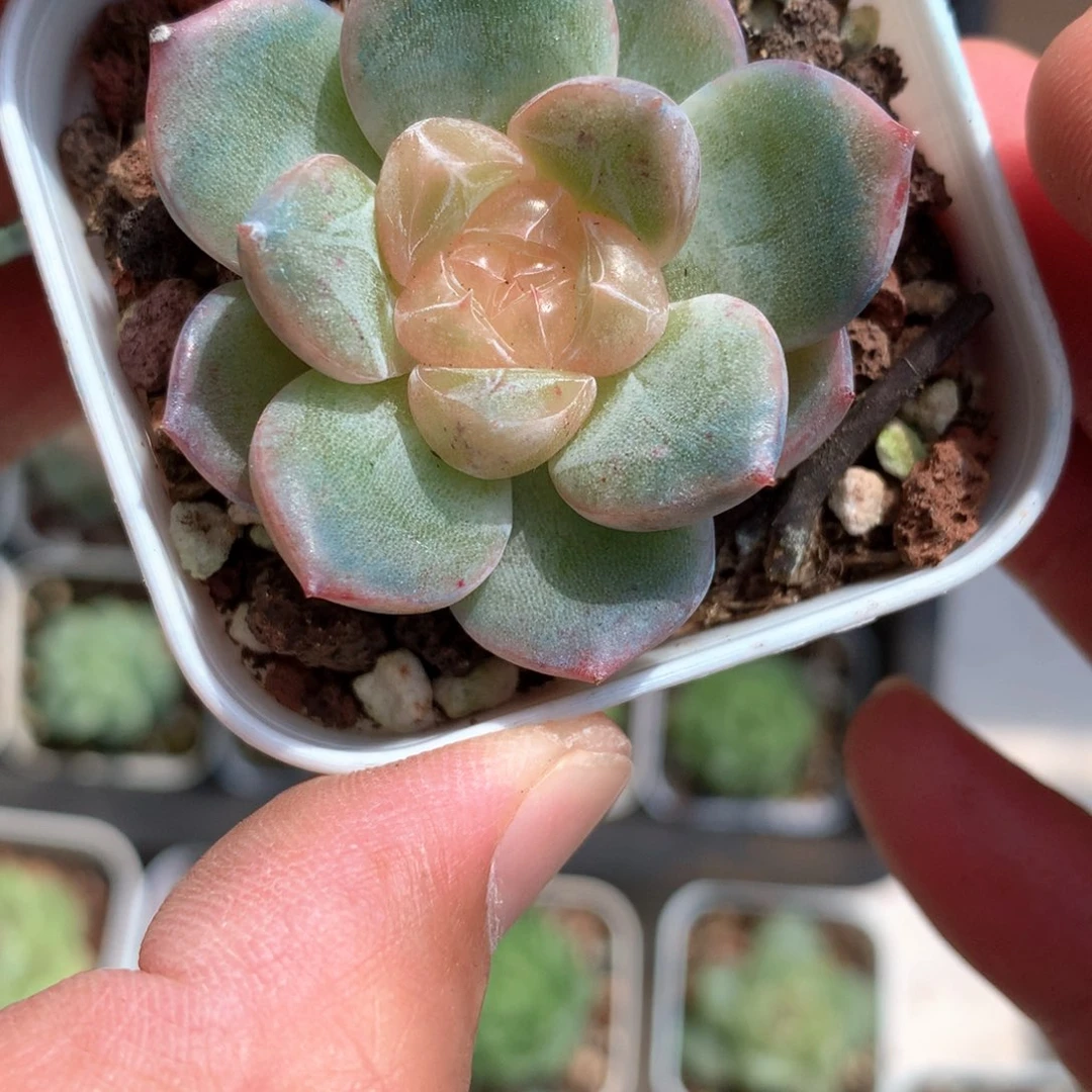 黄色灯泡心。      38号