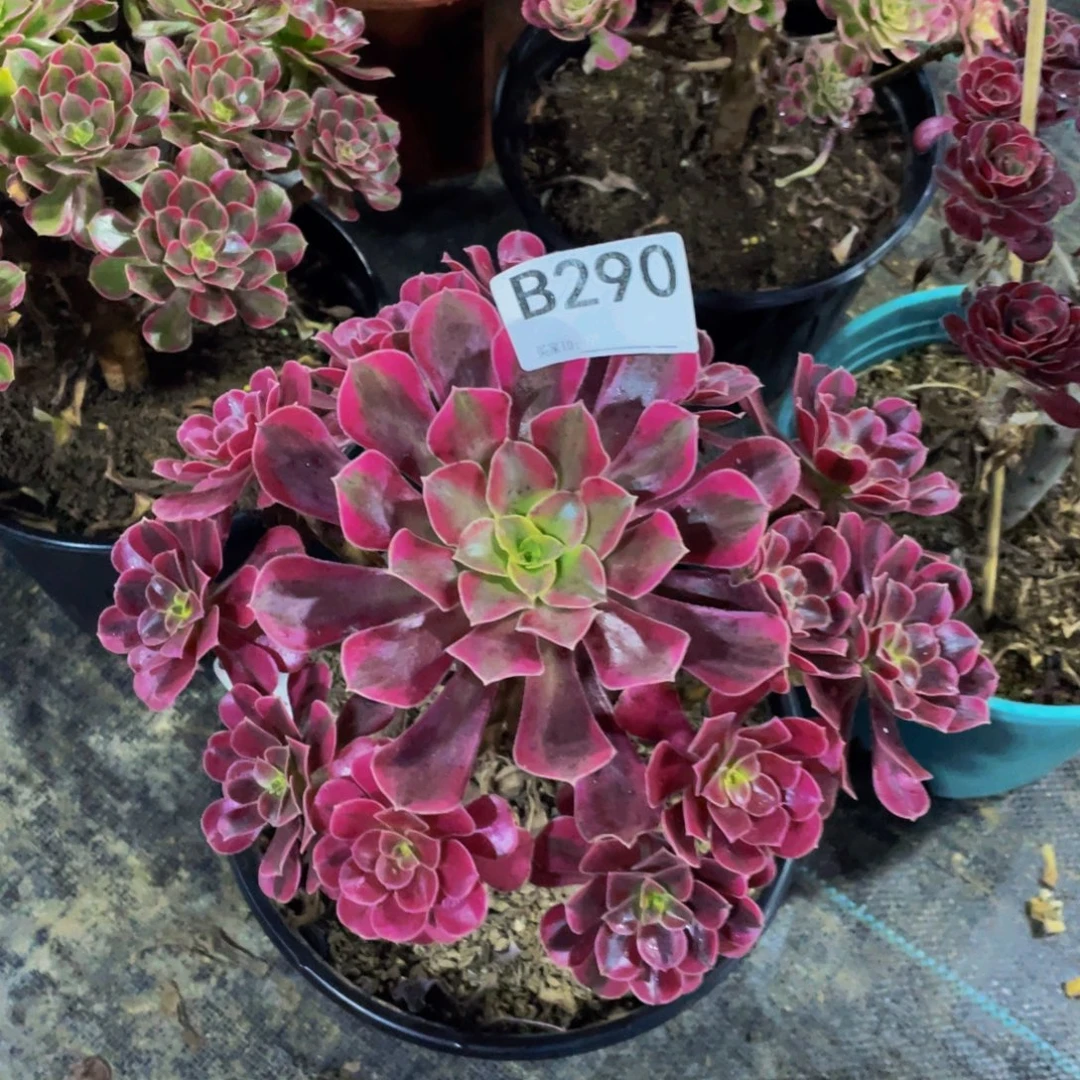 华***华美杜莎多肉植物29000