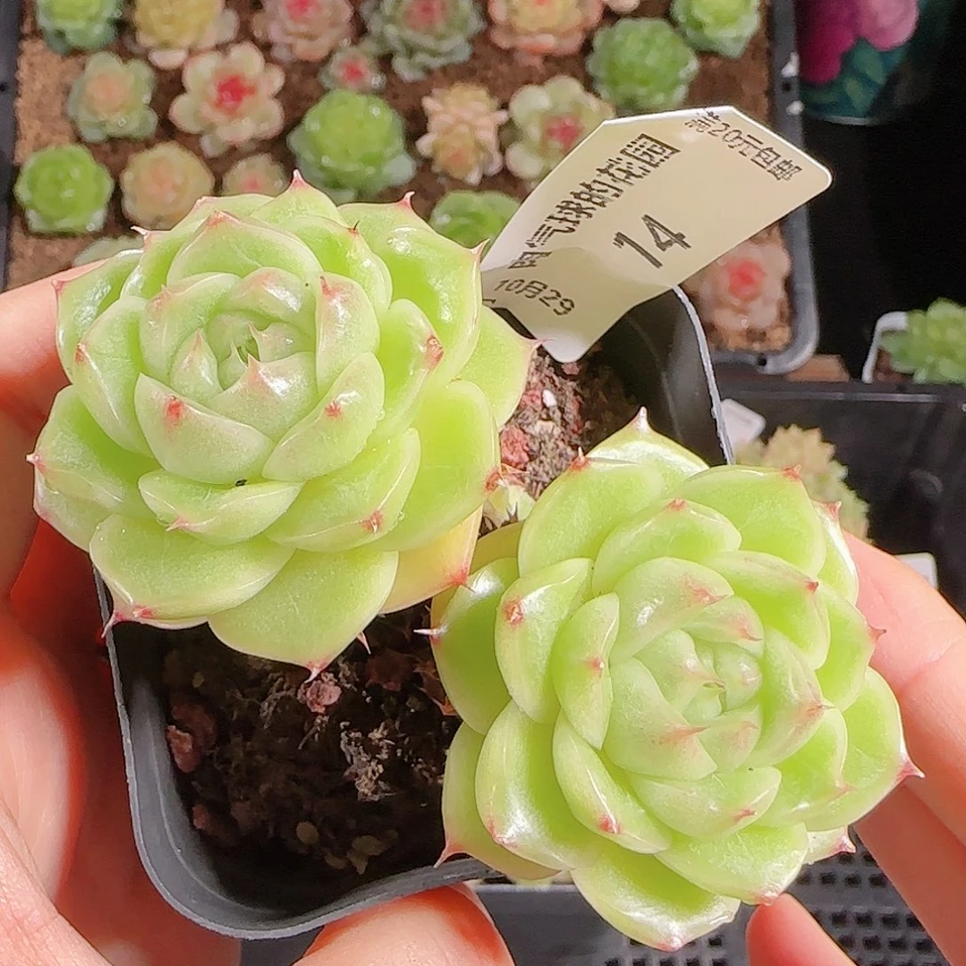 一物一拍麦秆1029-14