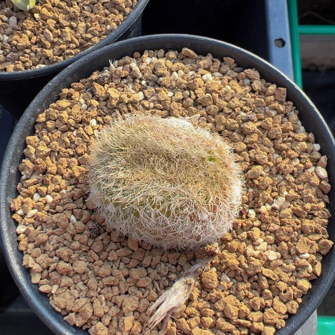 实生根密刺玉缀化多肉植物带盆土