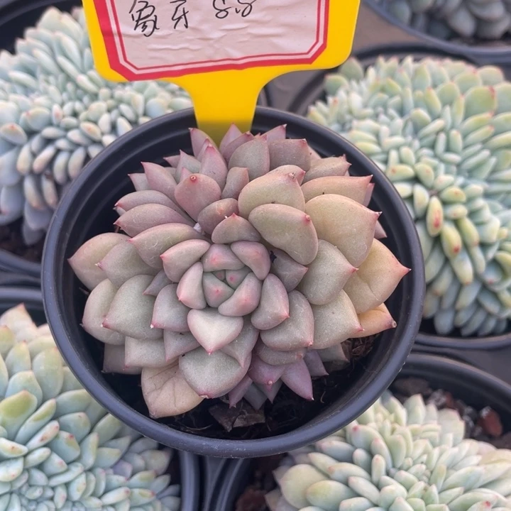 象牙8.8一盆8888888