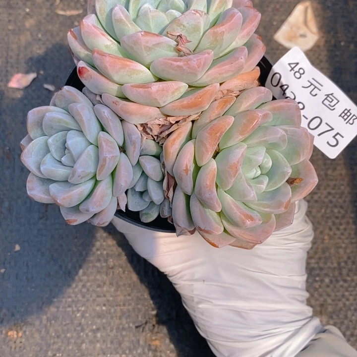 夏悦多肉0428-75冰玉