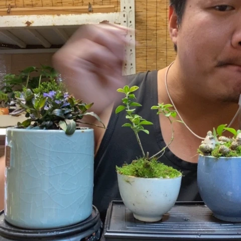 红陶一物一拍所见即所得47