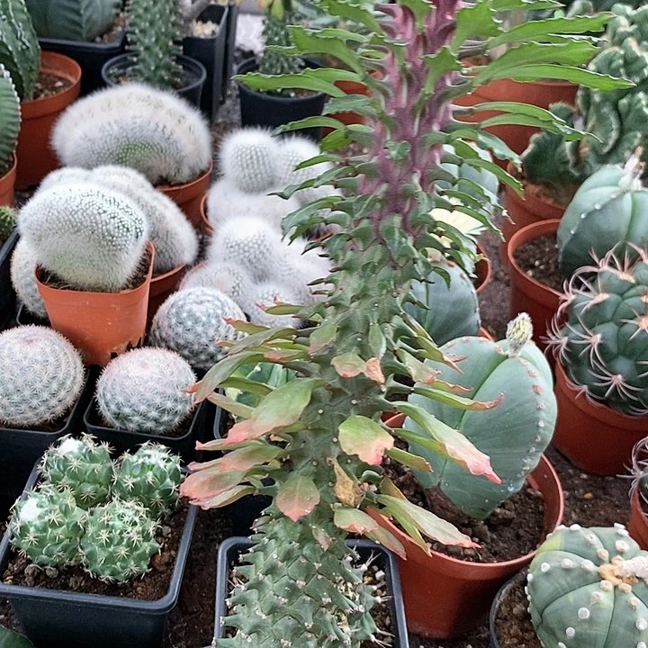 花花草草花花草草