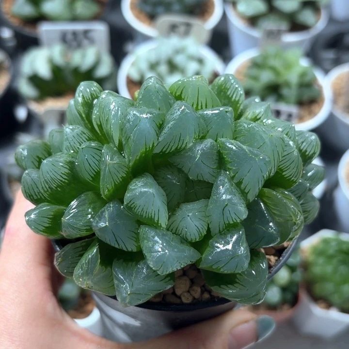 翡翠玉露群多肉植物