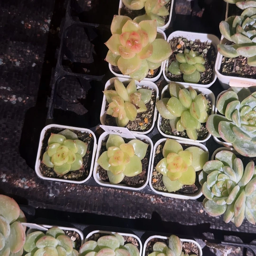 空灵珍妮盆5号床一个满25包邮