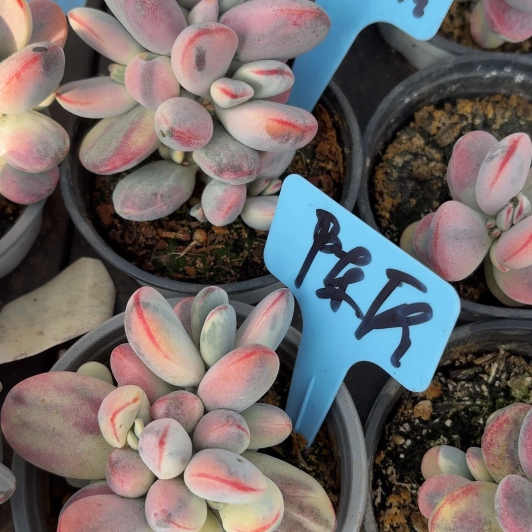 陈姐姐的福娘锦寄养