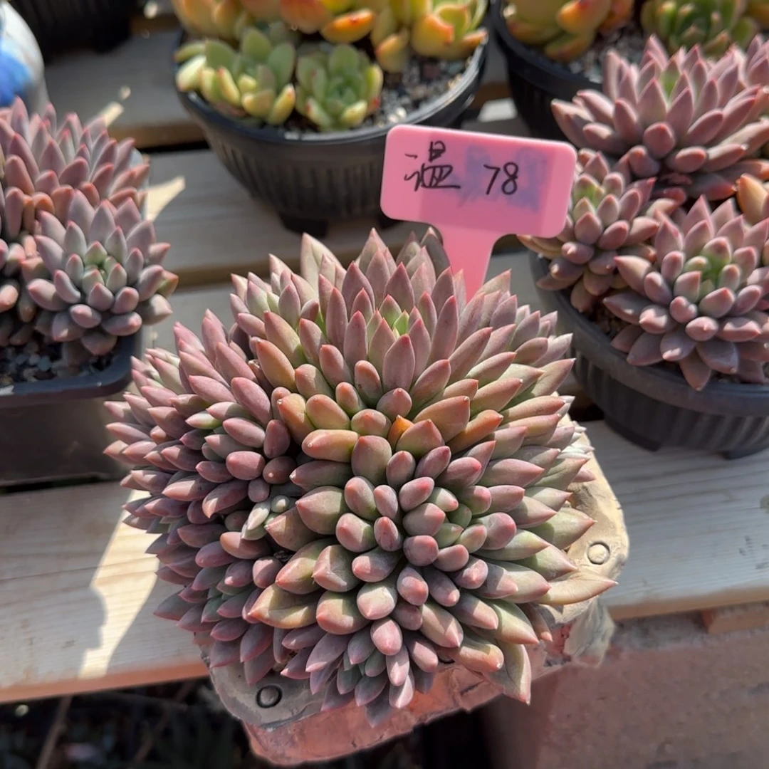 。***温红蜻蜓老桩多肉五十包邮