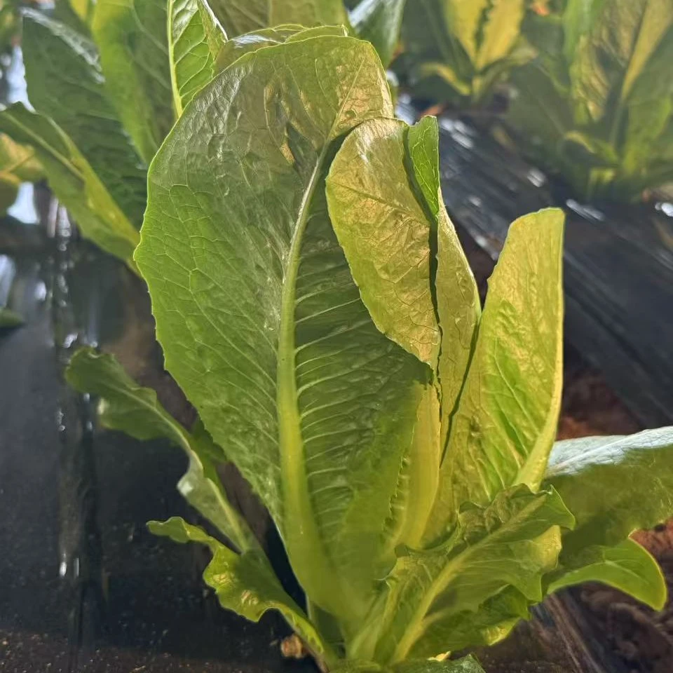 绿养道新鲜蔬菜直立生菜