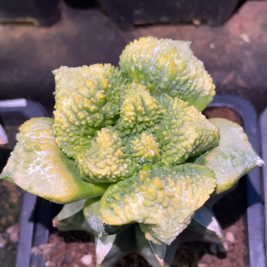 全部花朵精选大型哥怒锦