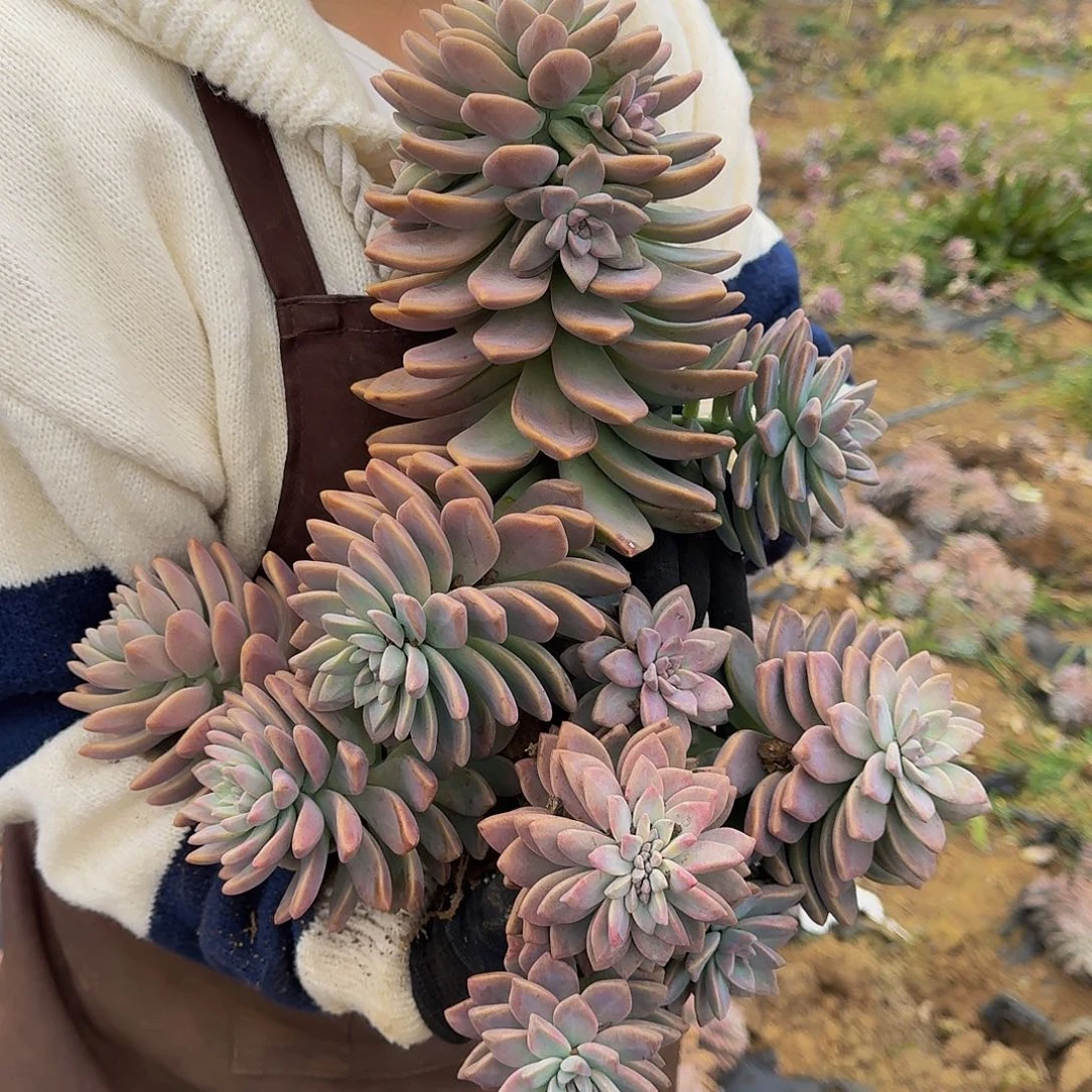 淡雪 一颗 断头断枝不包损