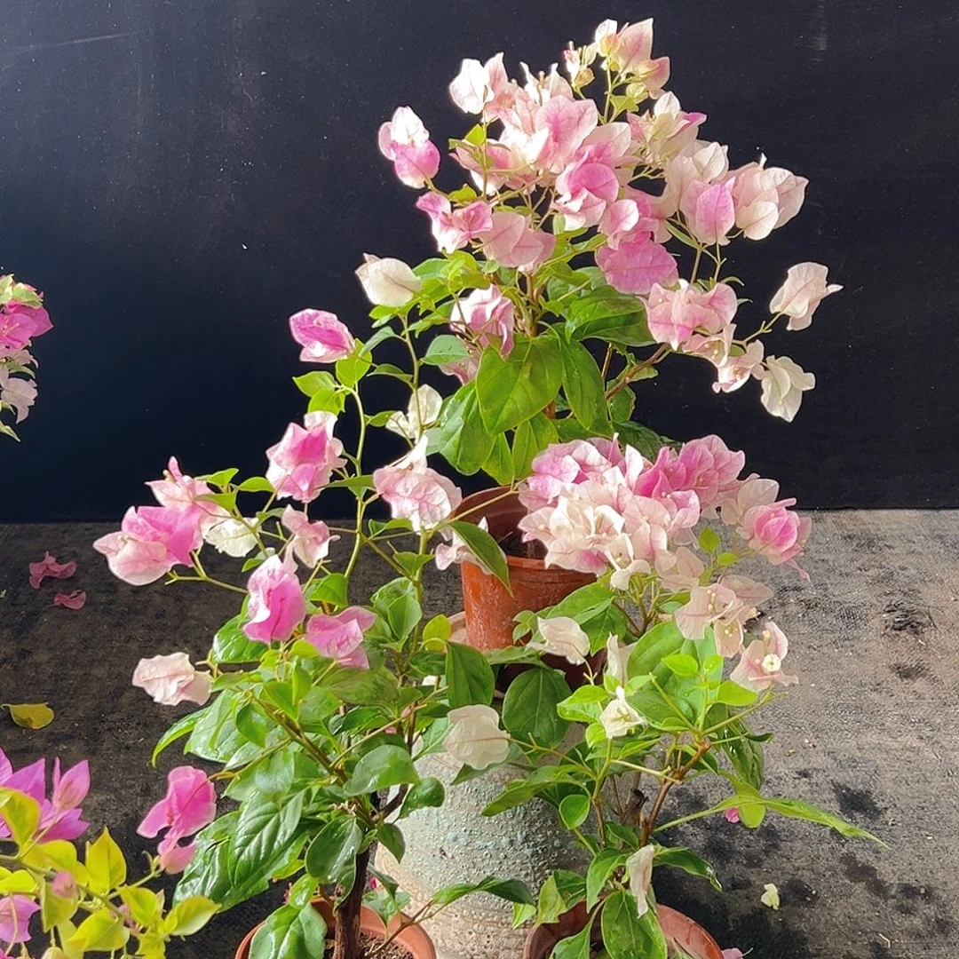 大部分花苞少量开放章红英掌中宝一颗