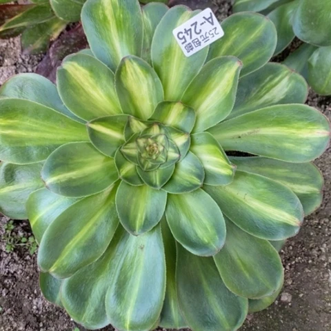 245燕姿中斑满25包邮多肉