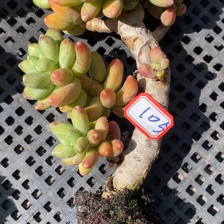 胖****6一物一拍千代田多肉105