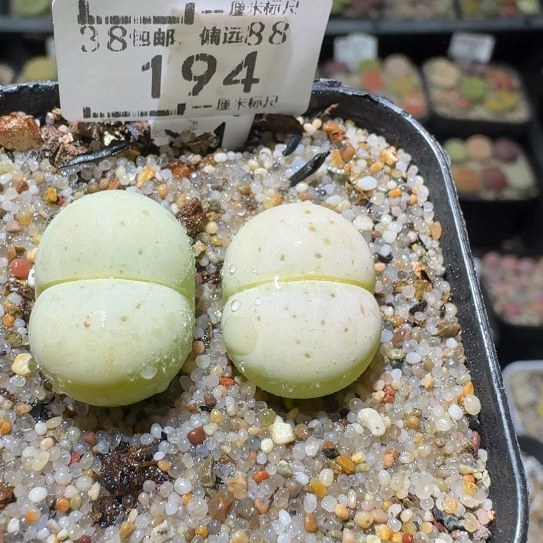 Ssss清货价便宜出194