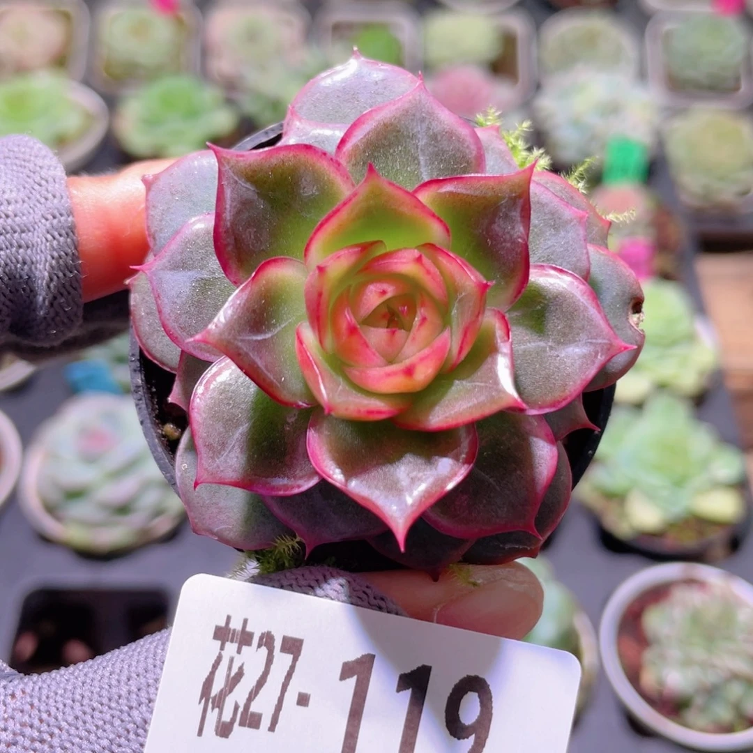花利美27-119新品