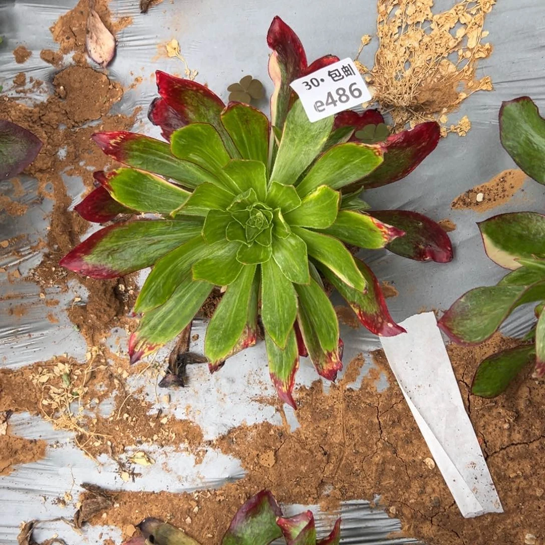 486魅影中斑多肉法师