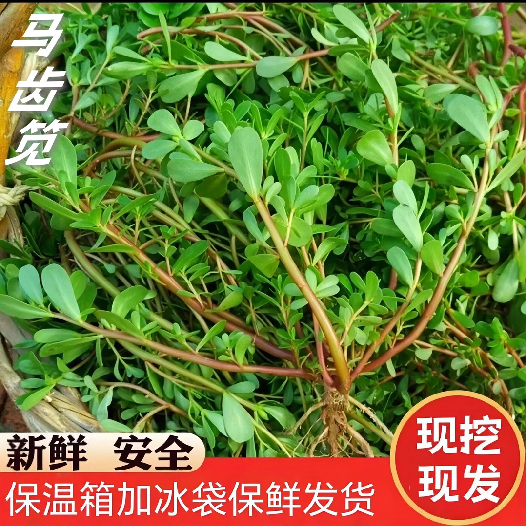 新鲜马齿苋野菜现挖马蜂菜长命菜长寿菜整棵马齿菜老鼠耳五行草