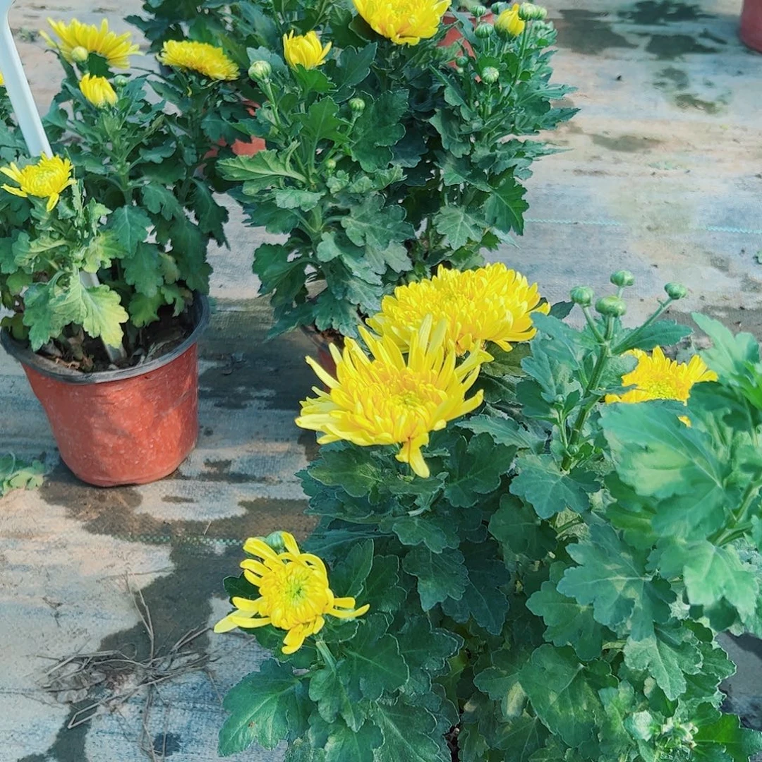 完全开放皇冠一盆