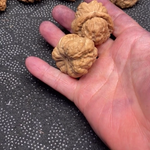 文玩核桃把件蛤蟆10米
