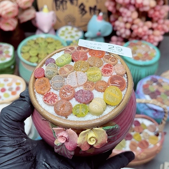 生石花满18包邮6-29