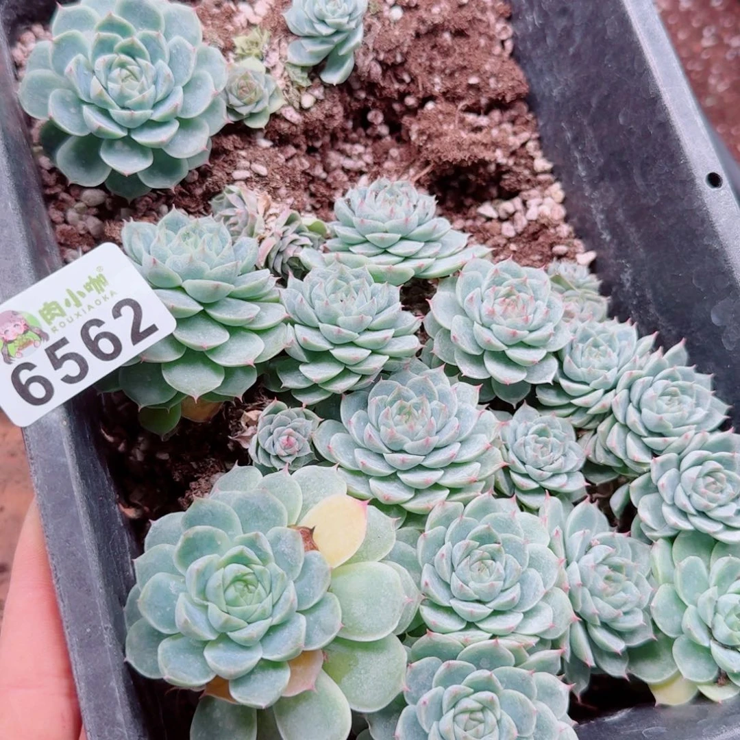 大***妮多肉植物多肉植物