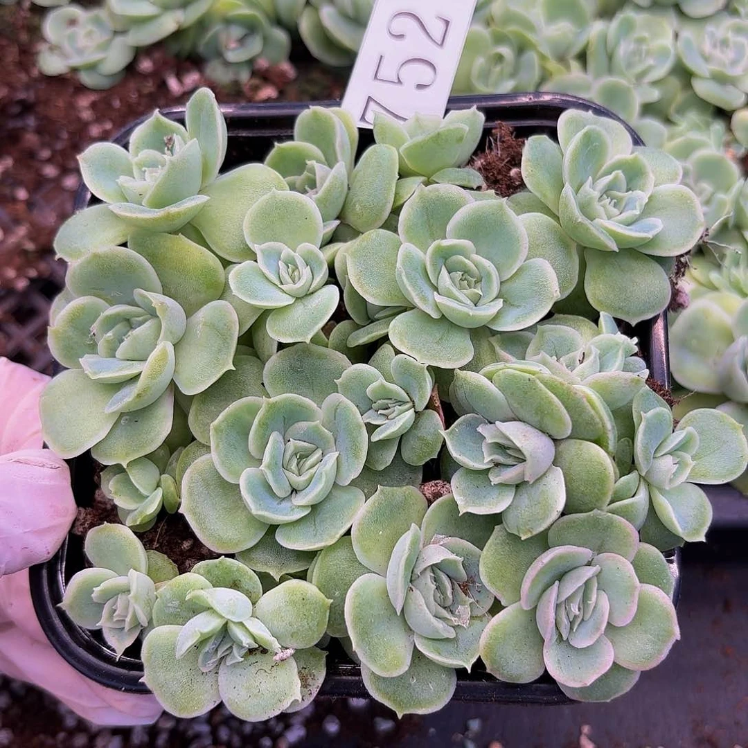 多肉植物多肉植物752